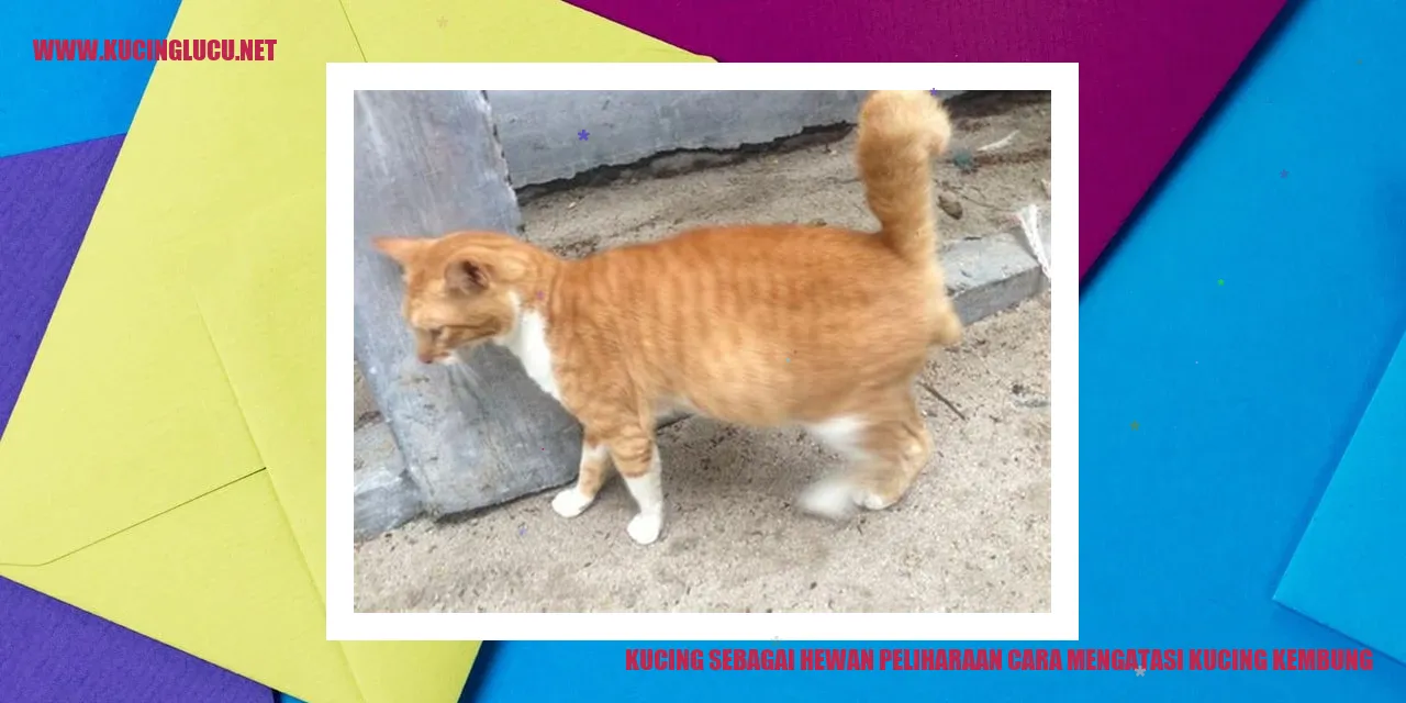Kucing kembung