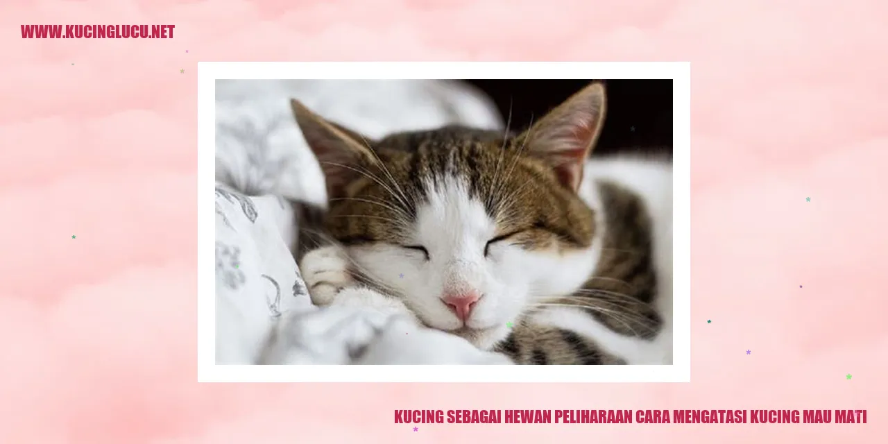 Ilustrasi Kucing sebagai Hewan Peliharaan
