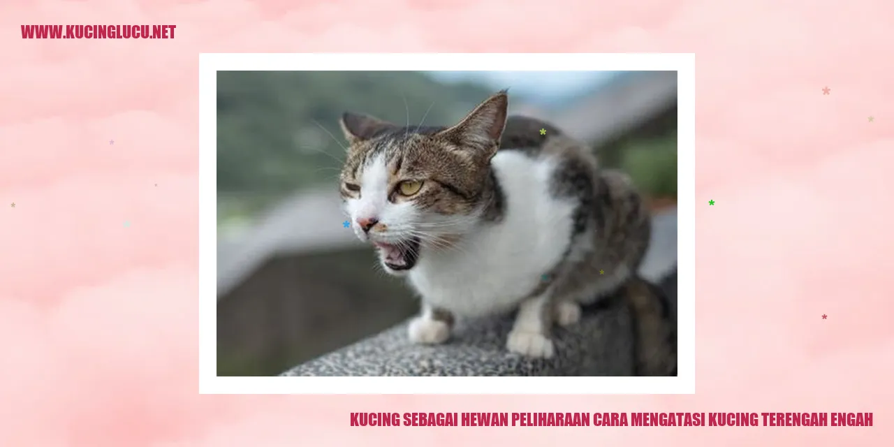 gambar kucing