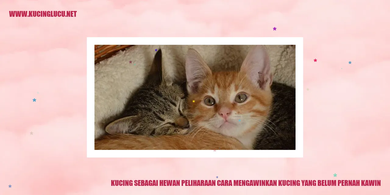 Gambar Kucing