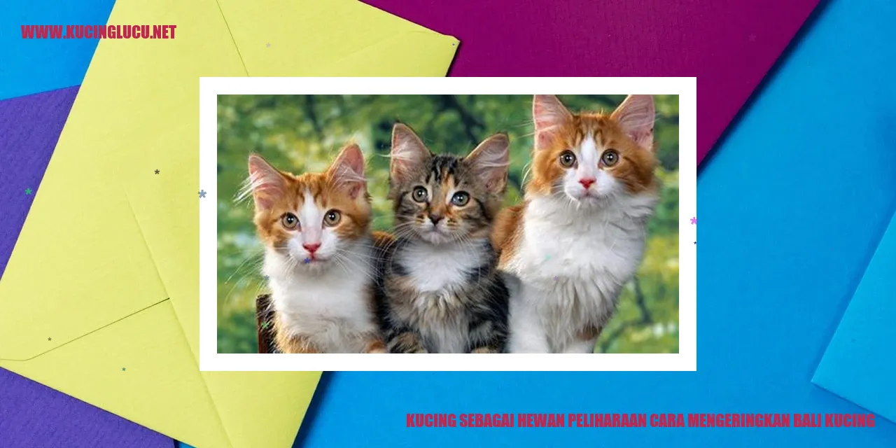 Kucing sedang dikeringkan