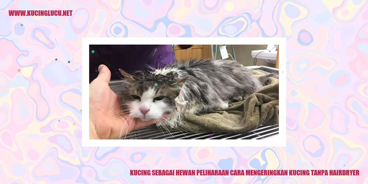 Gambar kucing sedang dikeringkan