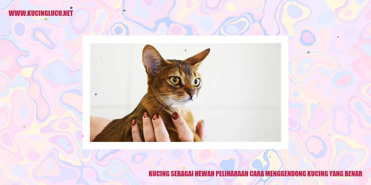 Cara Menggendong Kucing yang Benar