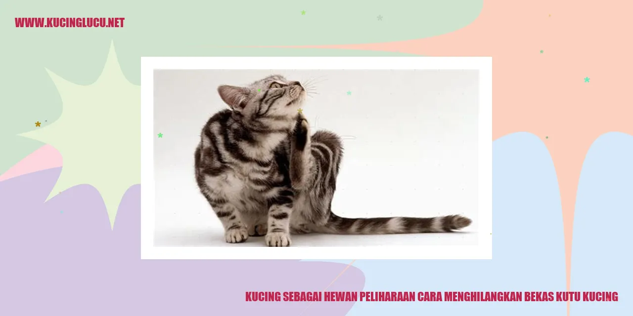 Kucing Mengatasi Bekas Kutu Kucing