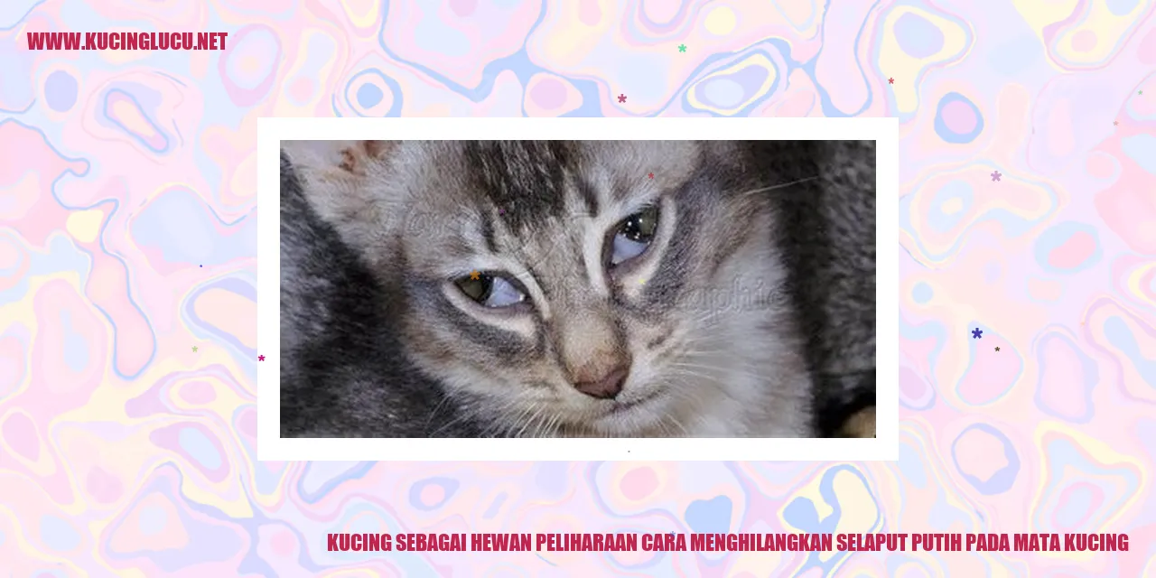 Gambar Kucing dengan Selaput Putih pada Mata