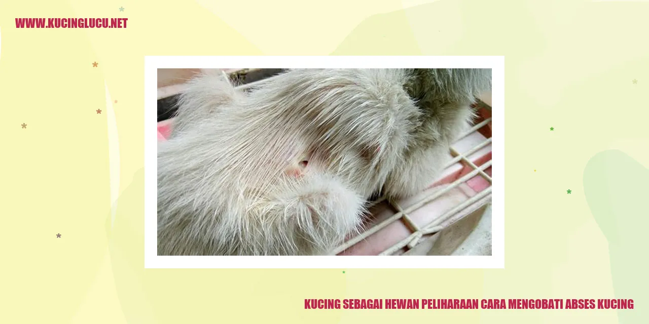Kucing dengan abses