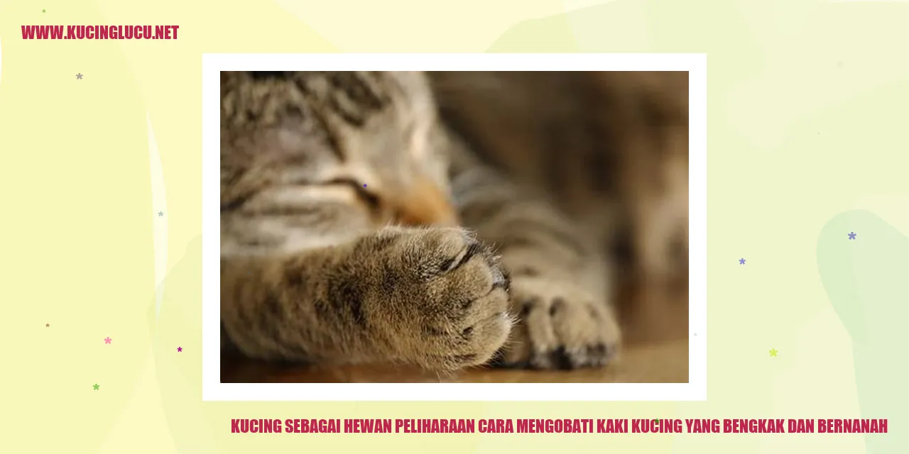 Kucing dengan kaki bengkak dan bernanah