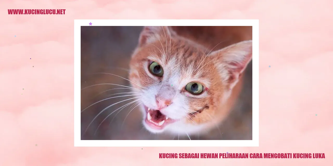 Gambar: Kucing Mengobati Luka