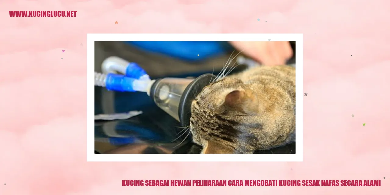 Kucing Mengalami Sesak Nafas