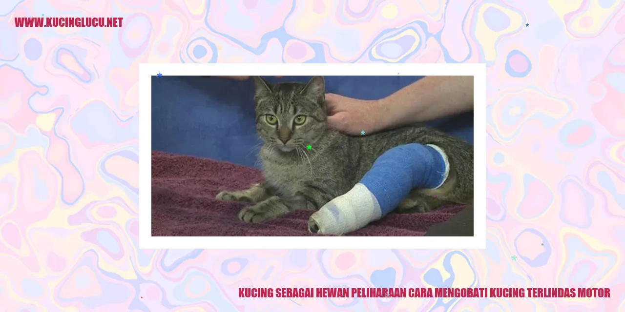 Kucing Terlindas Motor
