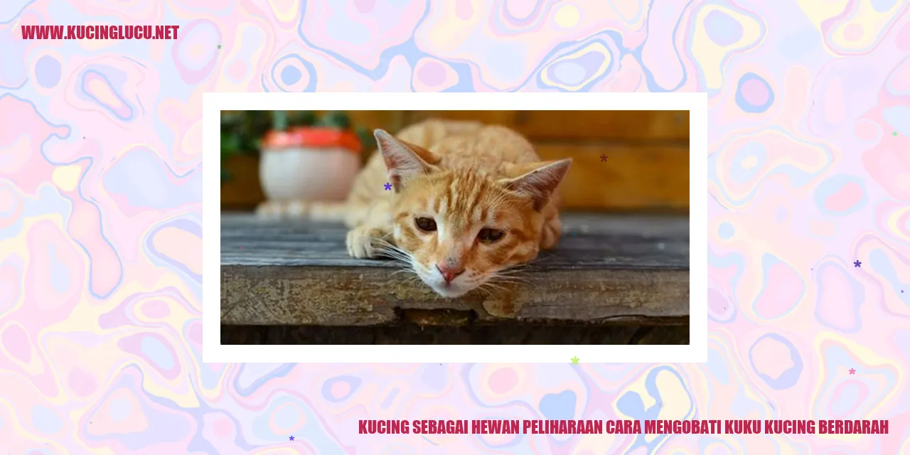 perawatan kaki kucing berdarah
