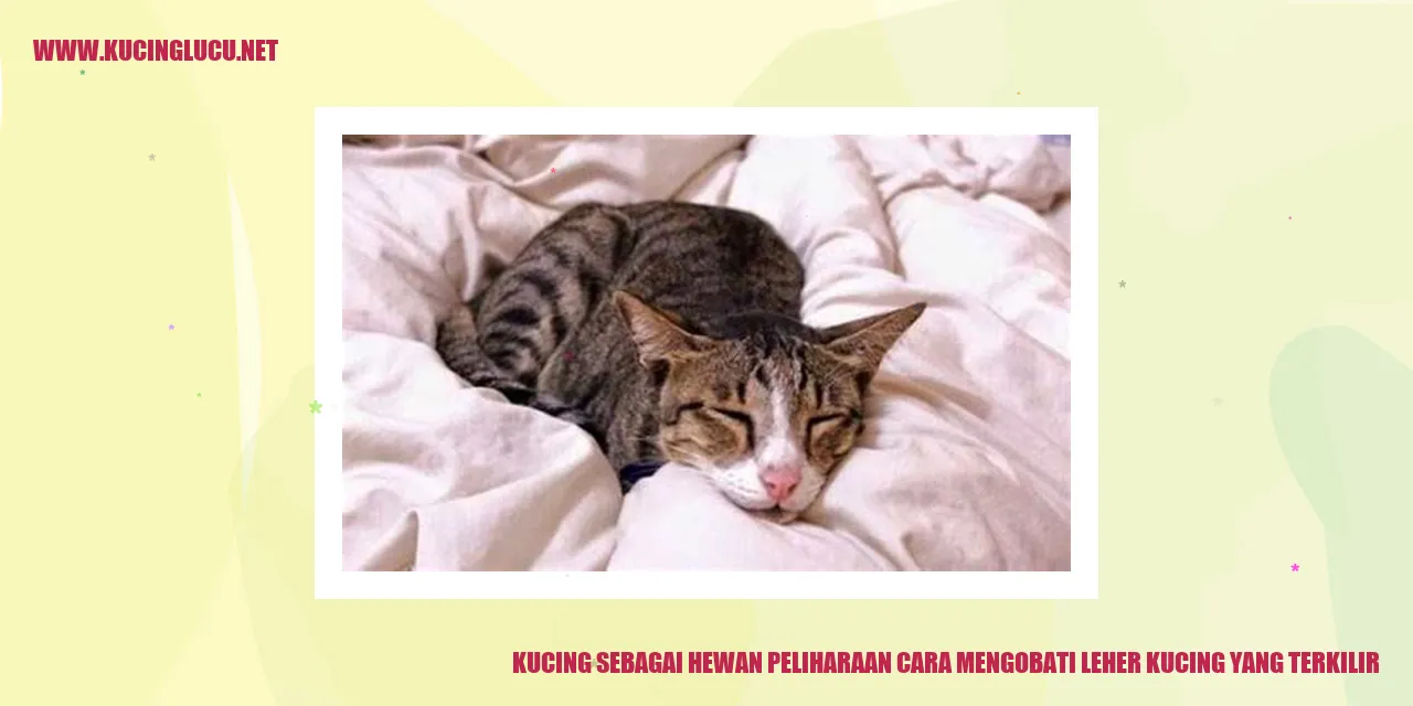 Kucing Mengobati Leher Terkilir