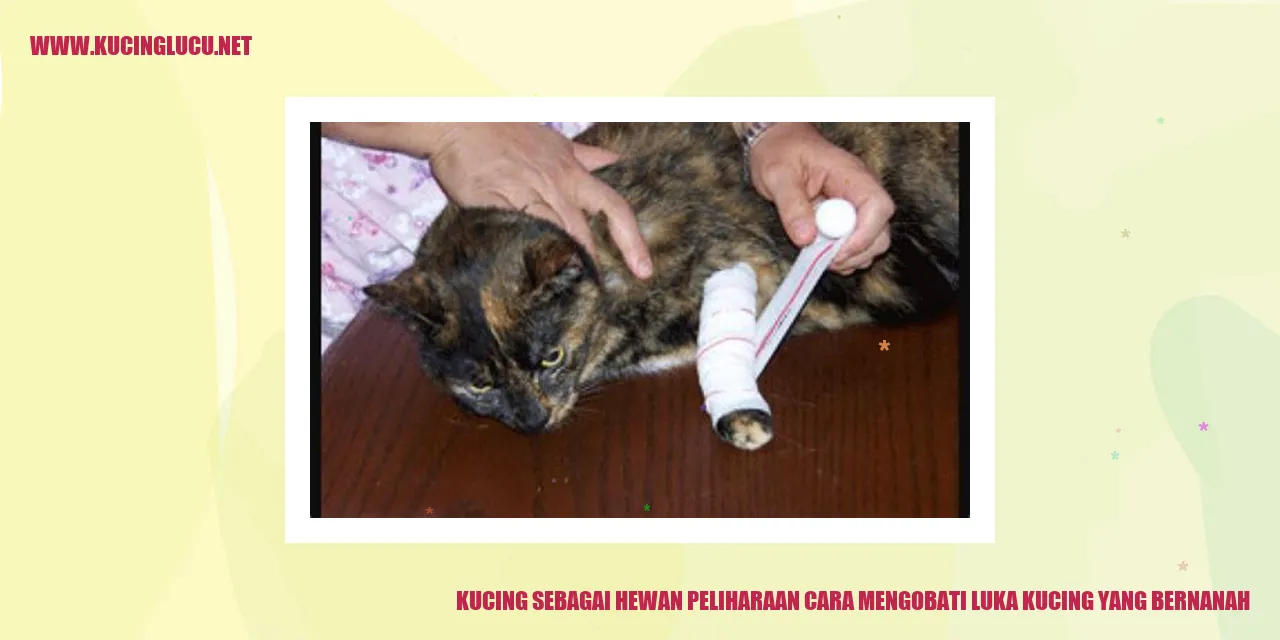 Gambar Kucing