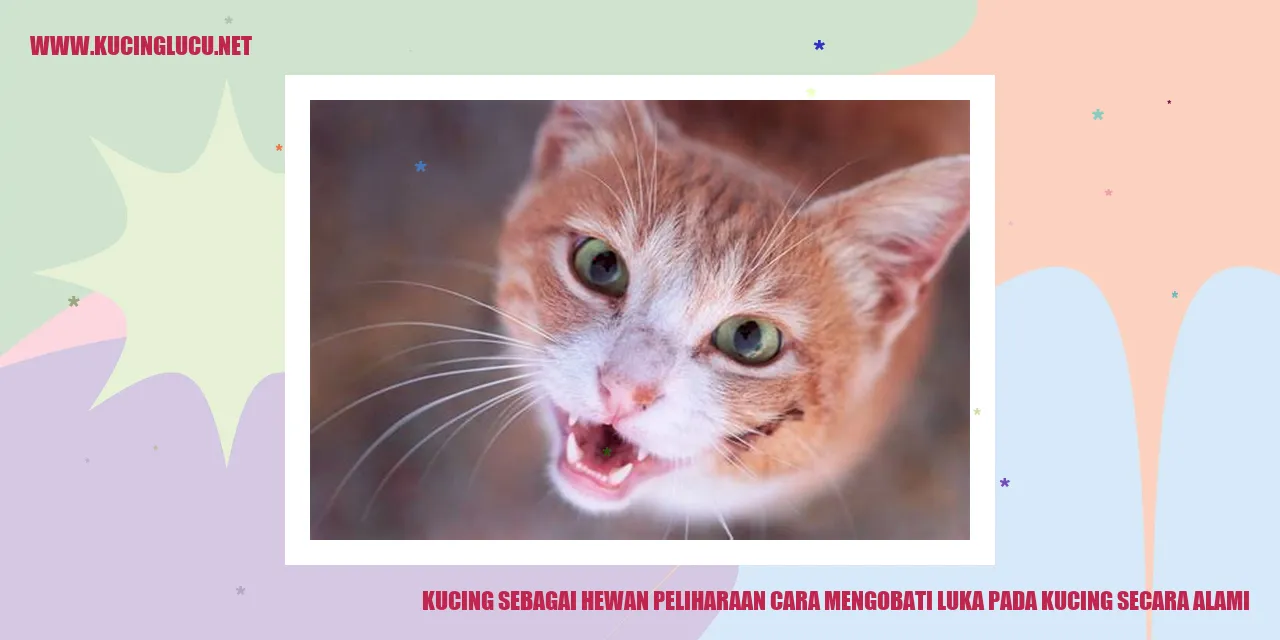 Kucing Sedang Diperhatikan Pada Luka