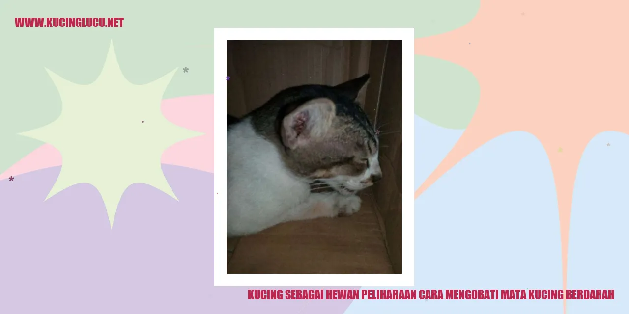Kucing Mengalami Mata Berdarah