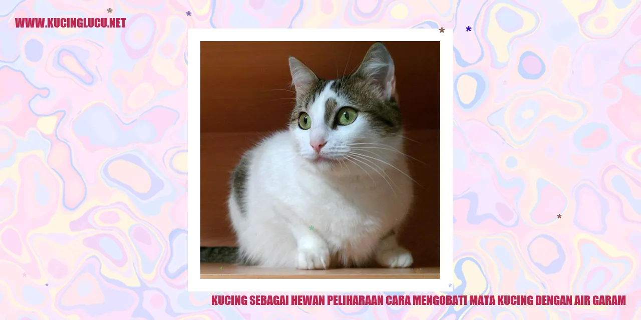 gambar kucing lucu