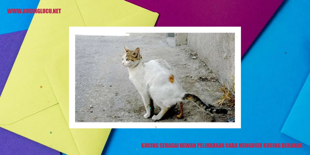 Kucing beranak