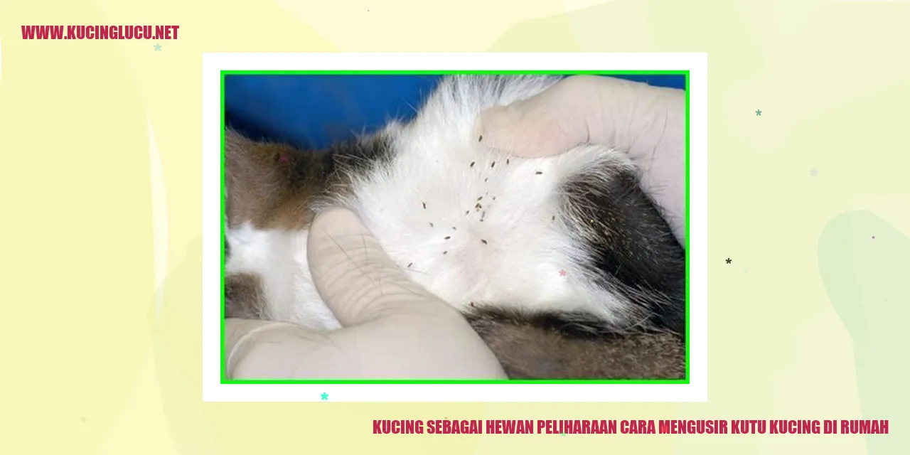 Gambar Kucing