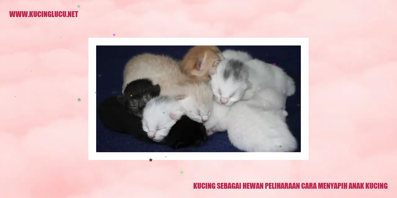 Kucing menyapih anak kucing