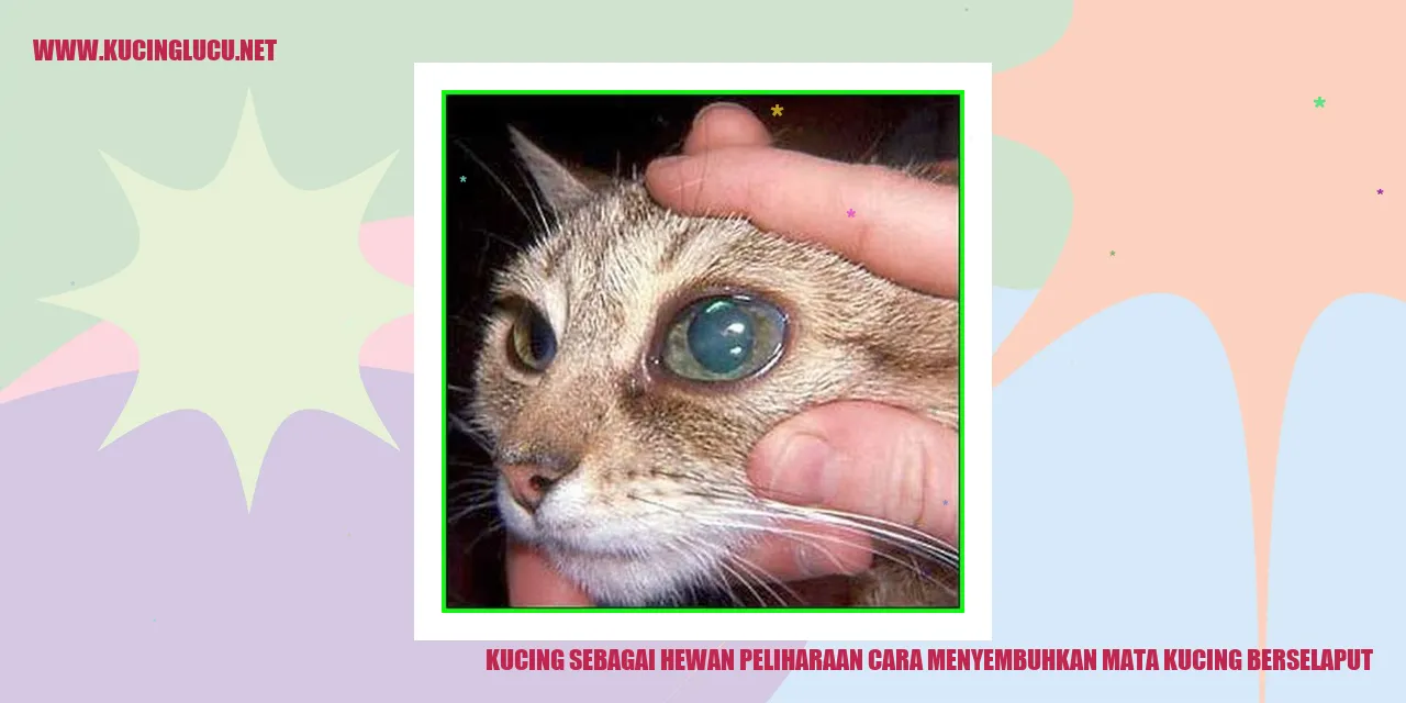 Gambar Kucing dengan Mata Berselaput