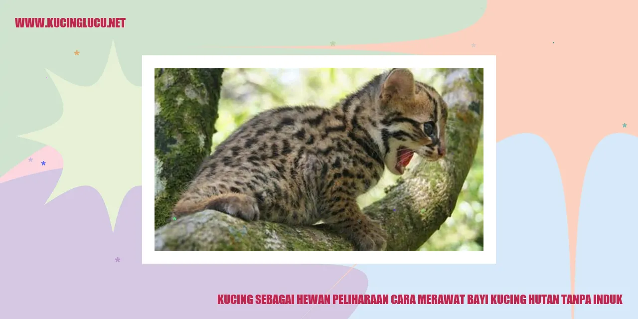 foto kucing