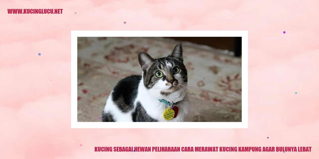 gambar kucing kampung