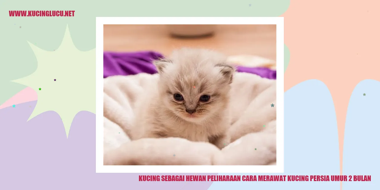 Gambar Kucing Persia Umur 2 Bulan