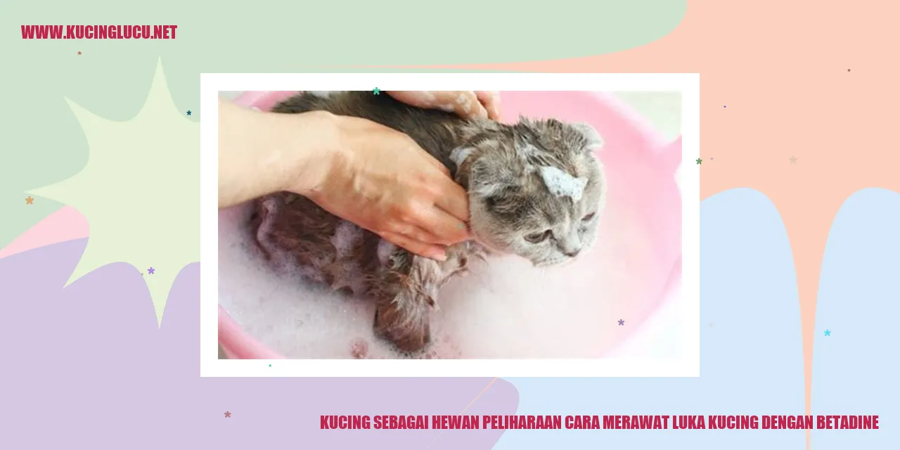 Gambar Mengobati Luka Kucing dengan Betadine