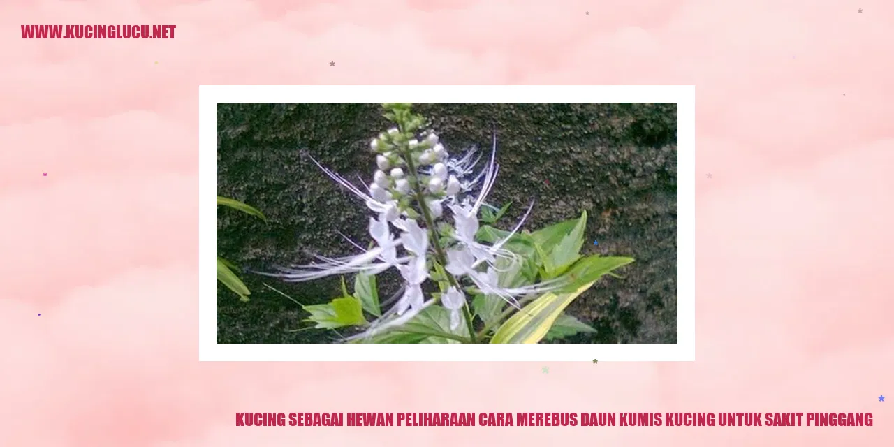 Gambar Kucing Sebagai Hewan Peliharaan