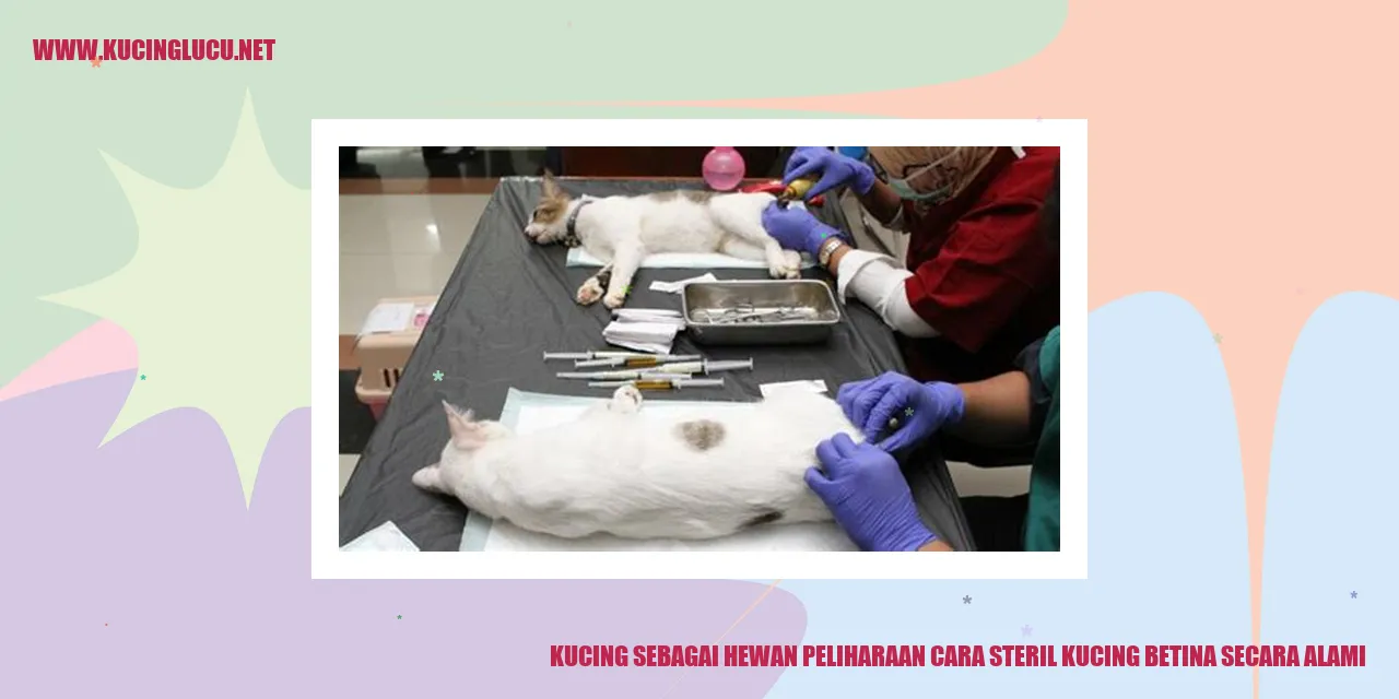 Kucing sebagai Hewan Peliharaan cara steril kucing betina secara alami