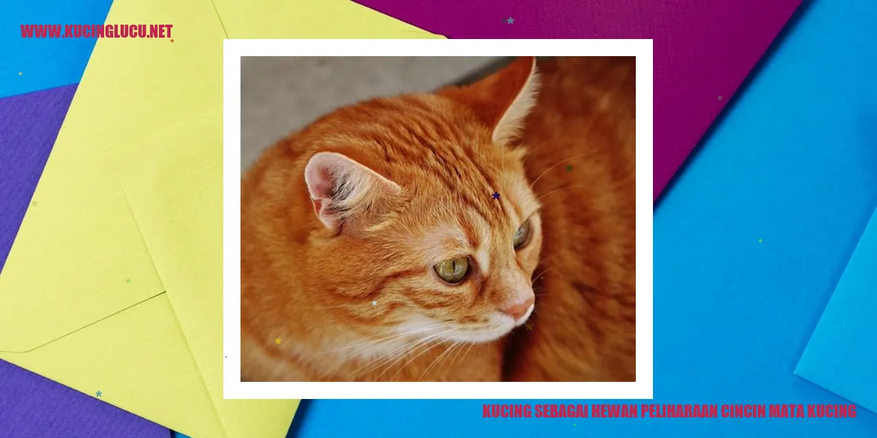 Kucing dengan Mata Berbingkai