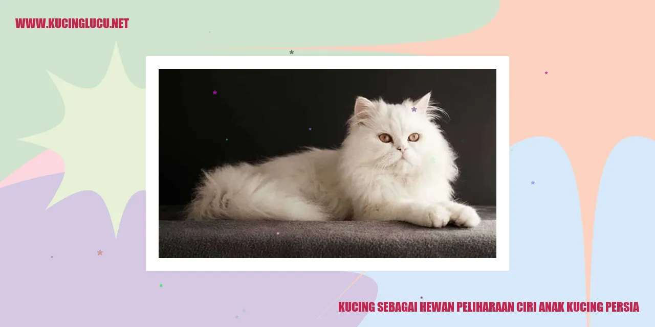 Anak Kucing Persia yang Menggemaskan