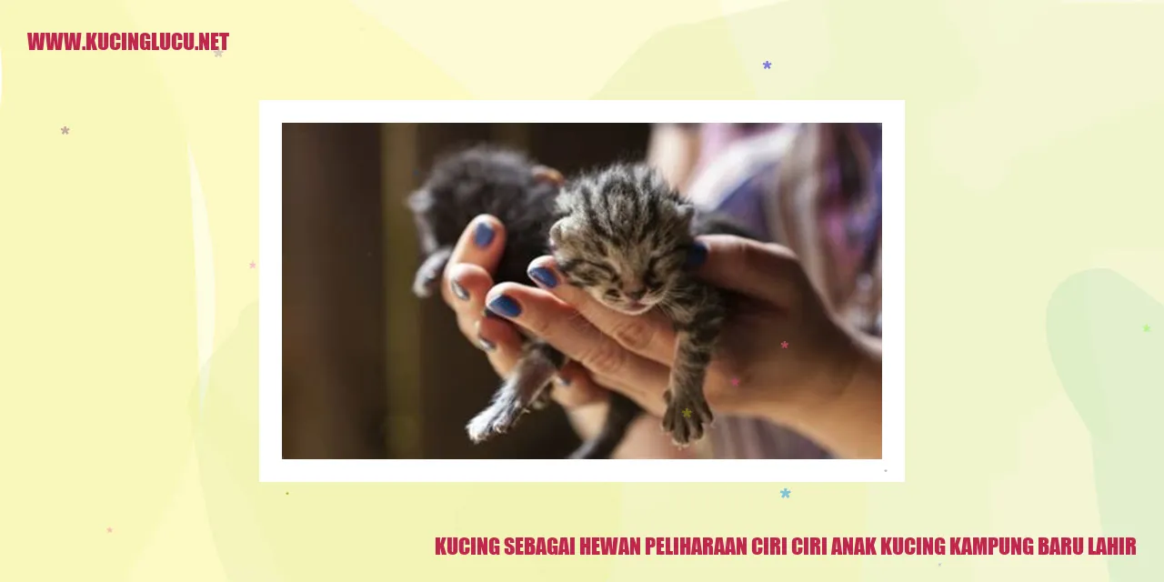 Anak kucing kampung baru lahir