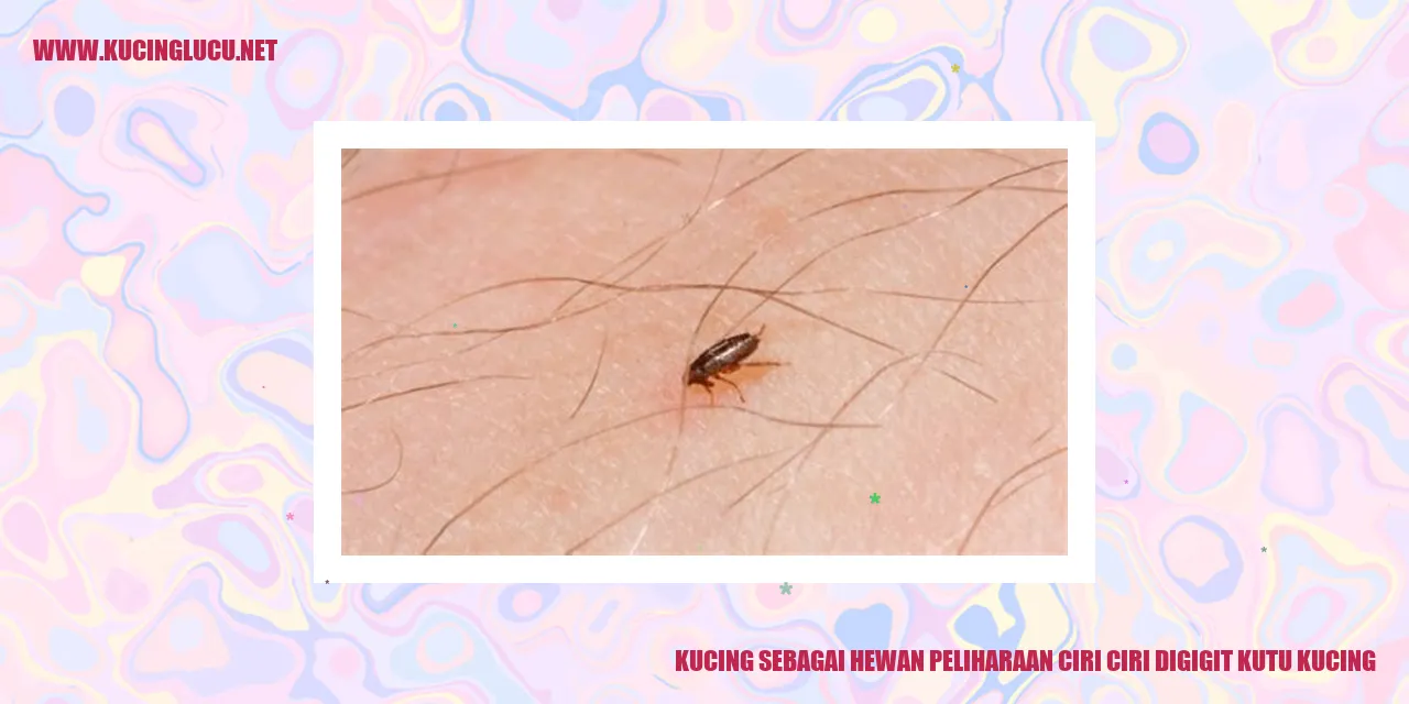 Kucing sebagai Hewan Peliharaan ciri ciri digigit kutu kucing