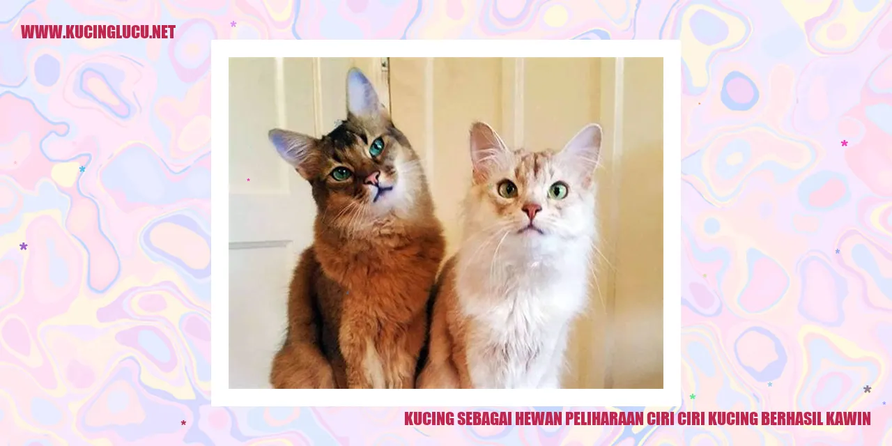 Gambar Kucing Sedang Berkawin