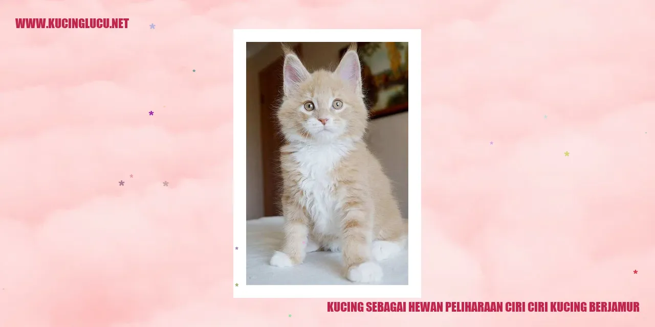 Kucing sedang tidur di atas kursi