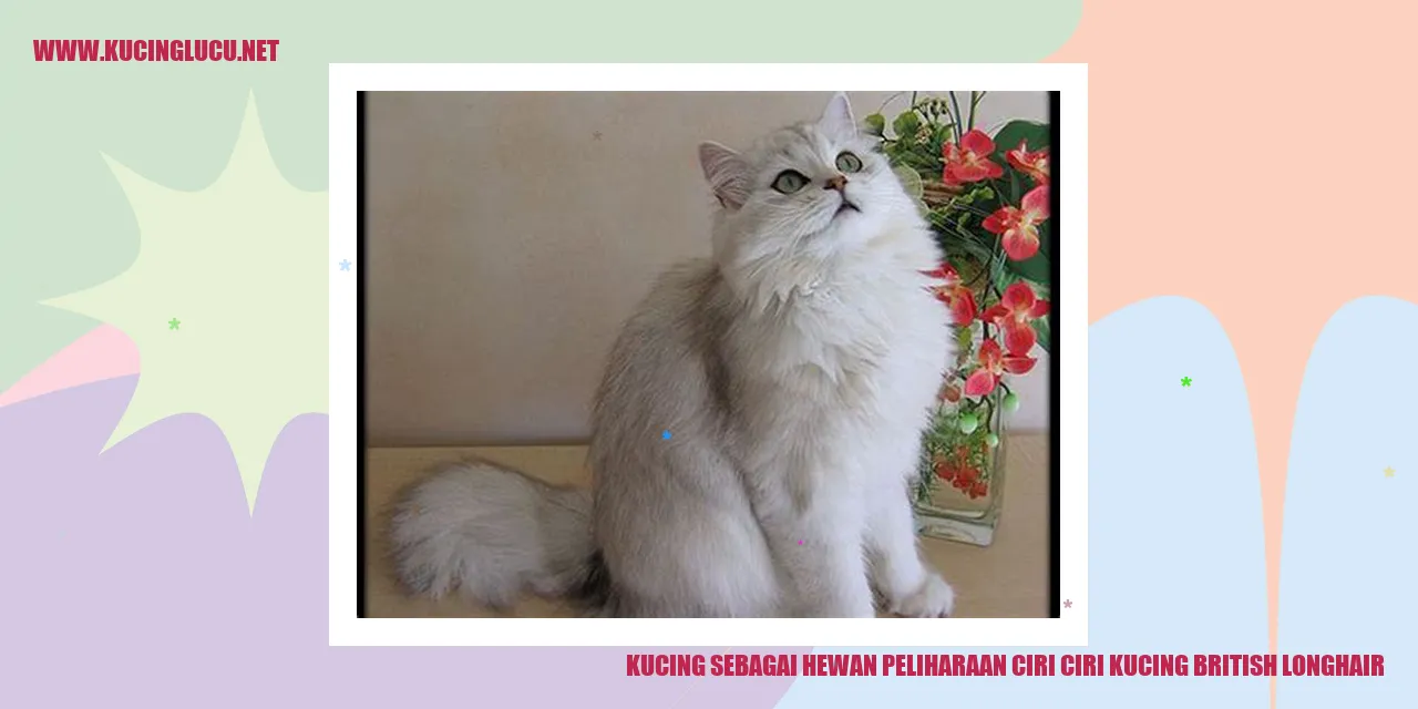 Kucing British Longhair