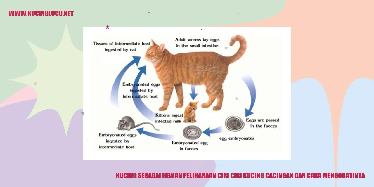 Gambar Kucing