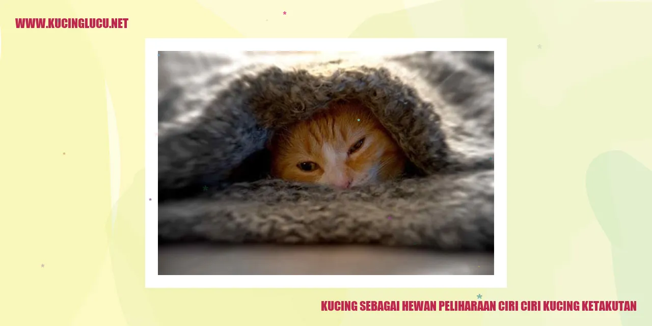 Kucing ketakutan