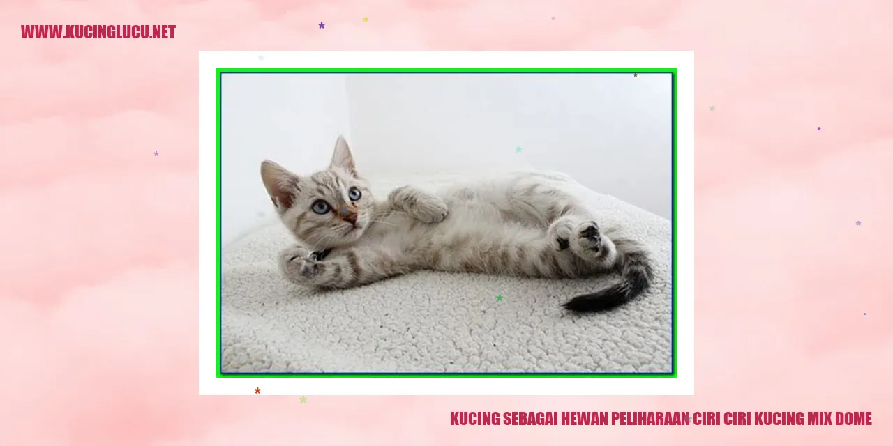 Kucing mix dome