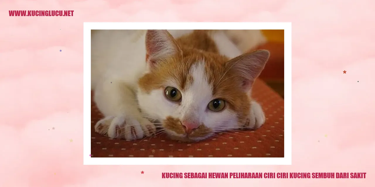 Gambar kucing yang manis