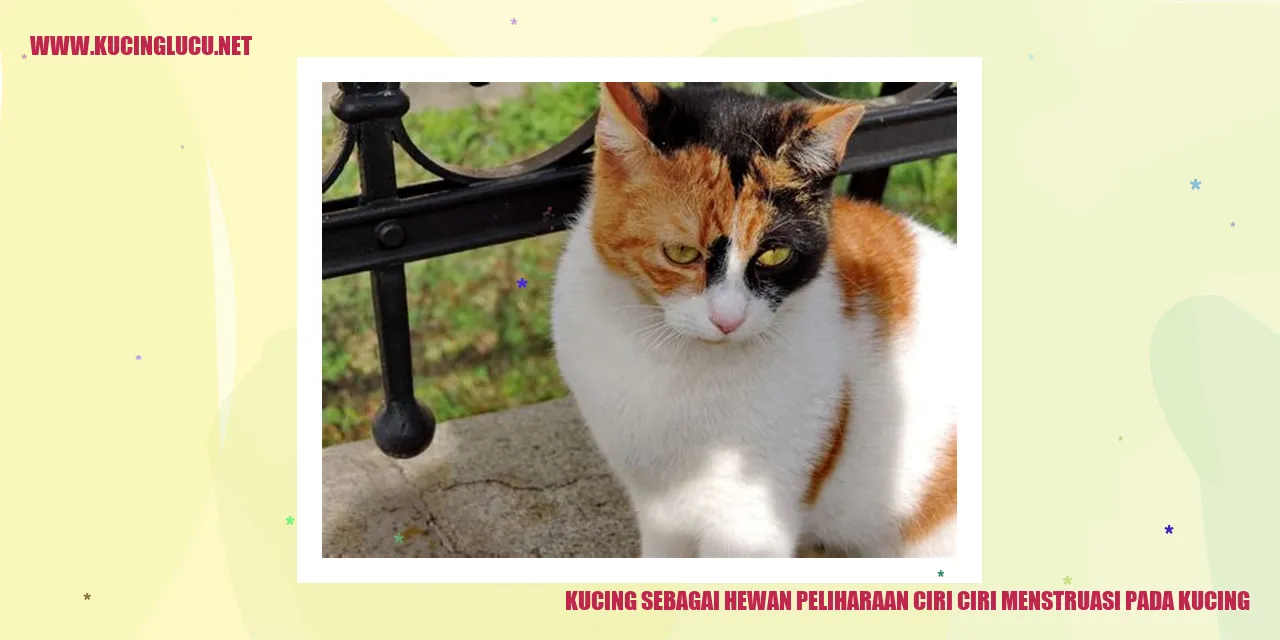 Kucing sebagai Hewan Peliharaan ciri ciri menstruasi pada kucing