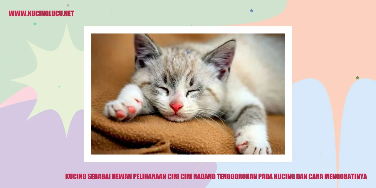 Kucing Lucu