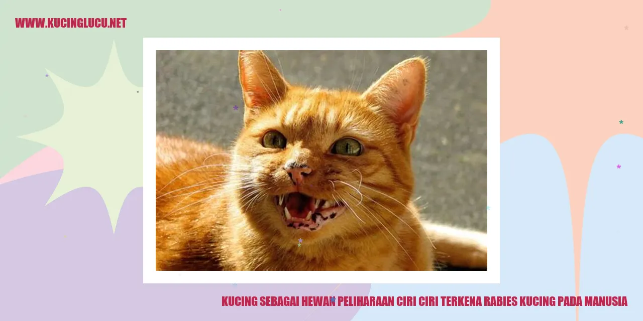 Kucing sebagai Hewan Peliharaan ciri ciri terkena rabies kucing pada manusia