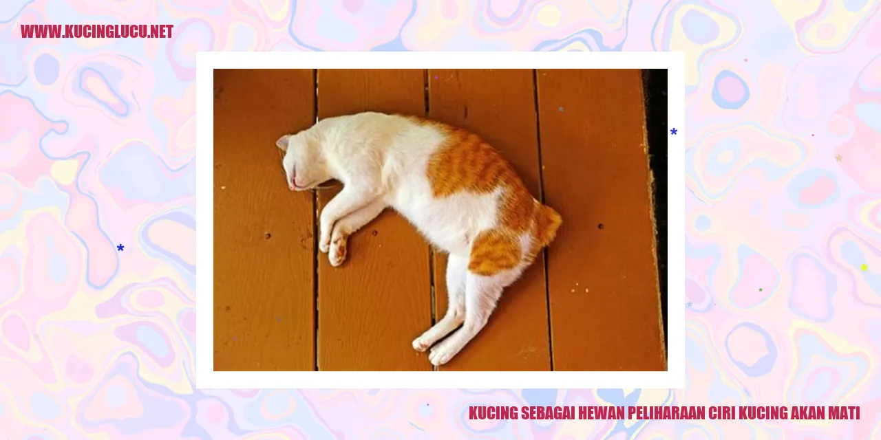 Kucing yang imut