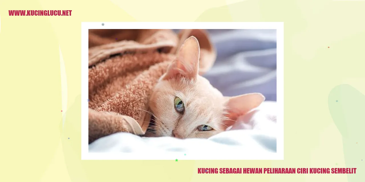 Tanda-tanda Kucing Mengalami Sembelit