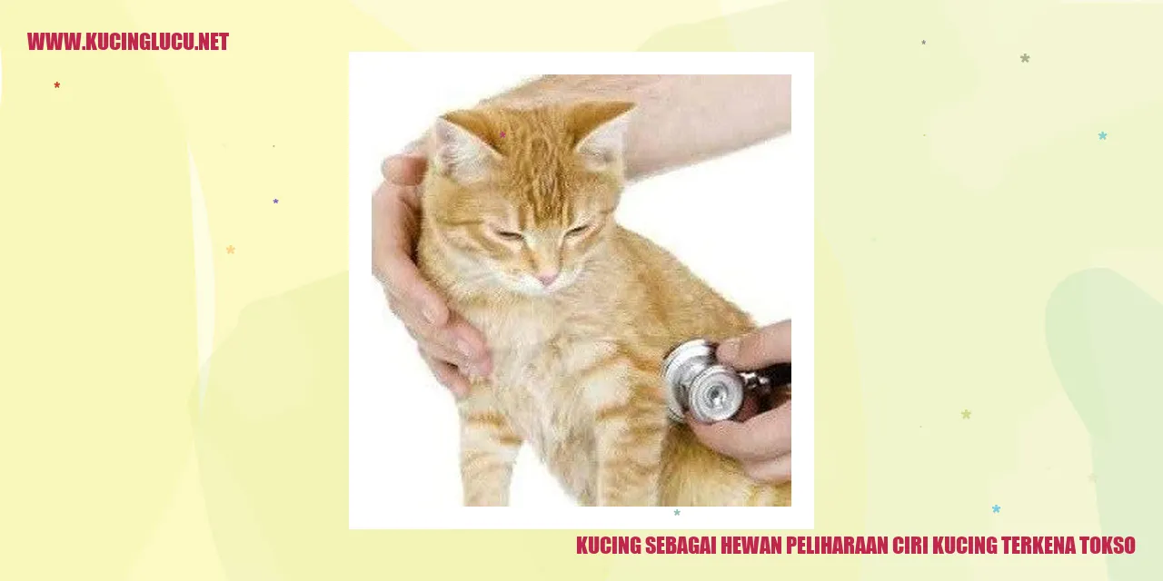 Gambar Kucing