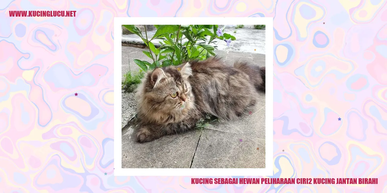 Kucing Jantan Birahi