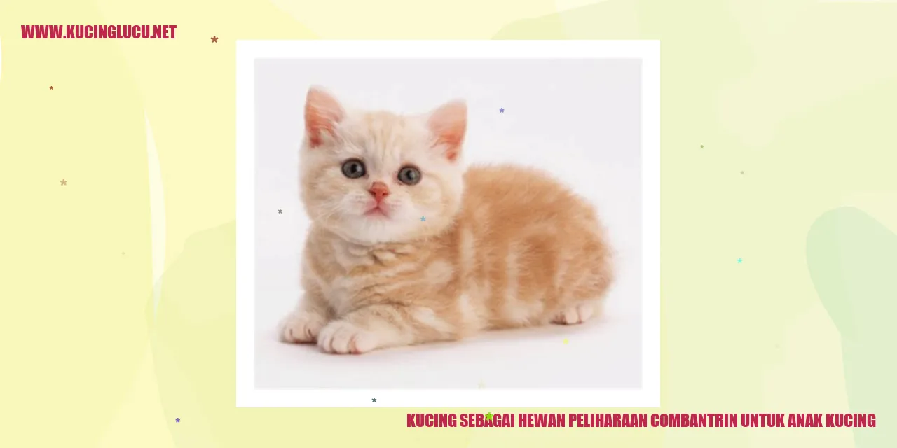 Gambar Kucing Peliharaan