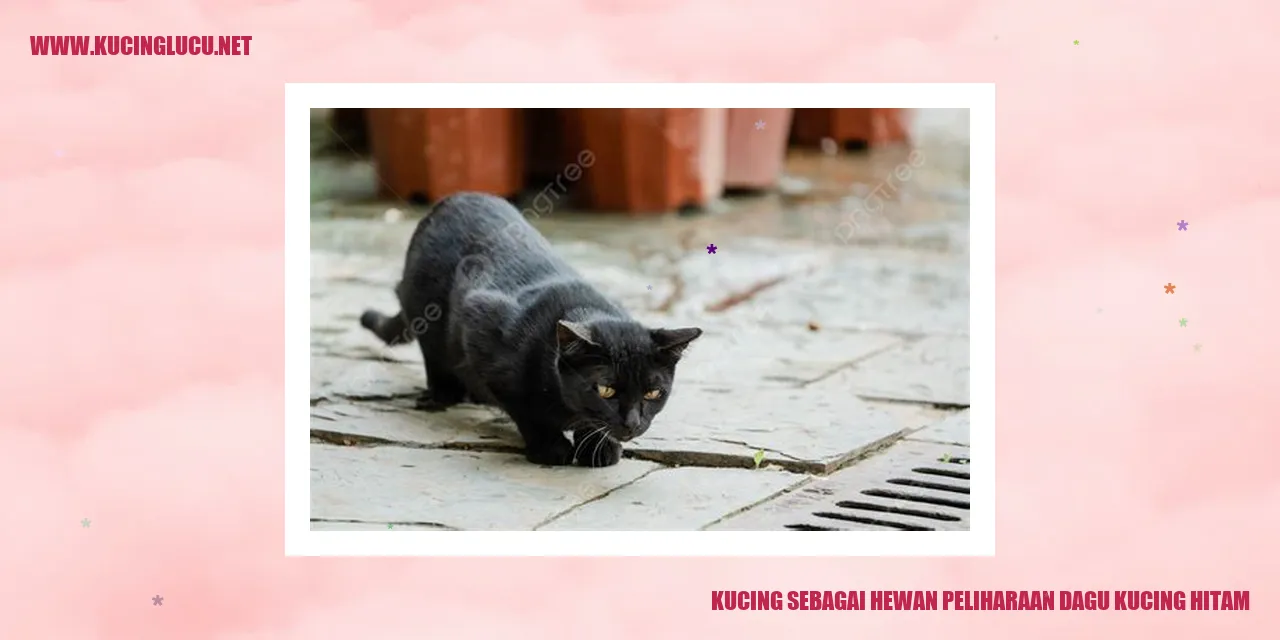 Kucing Dagu Hitam